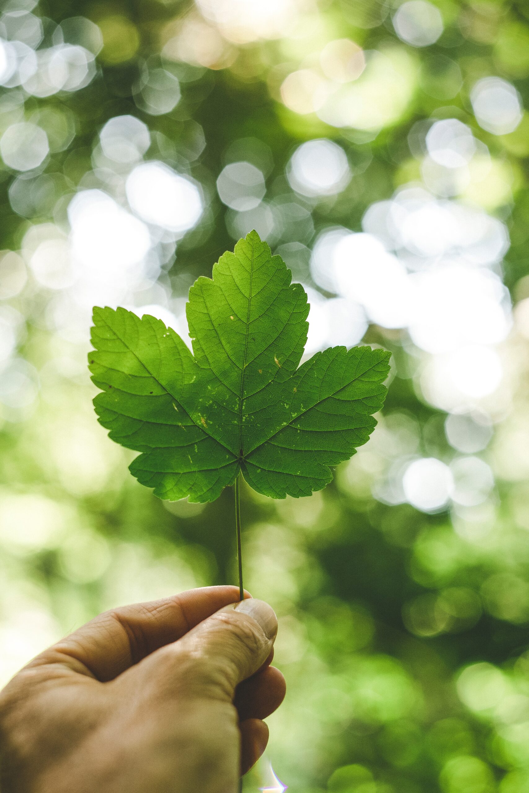 medioambiente