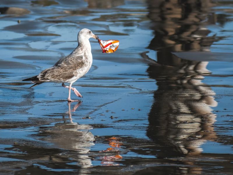 Consultoría medioambiental en Castellón